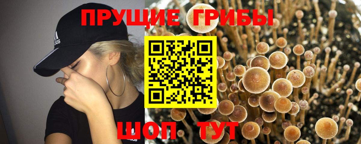 Сосновый Бор  Галлюциногенные грибы MAGIC MUSHROOMS  Псилоцибиновые грибы MAGIC MUSHROOMS  Вход с VPN 